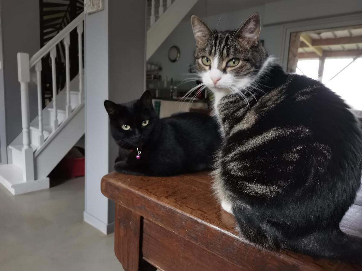 Bed and Breakfast Ar Litorienn Paimpont Zewnętrze zdjęcie